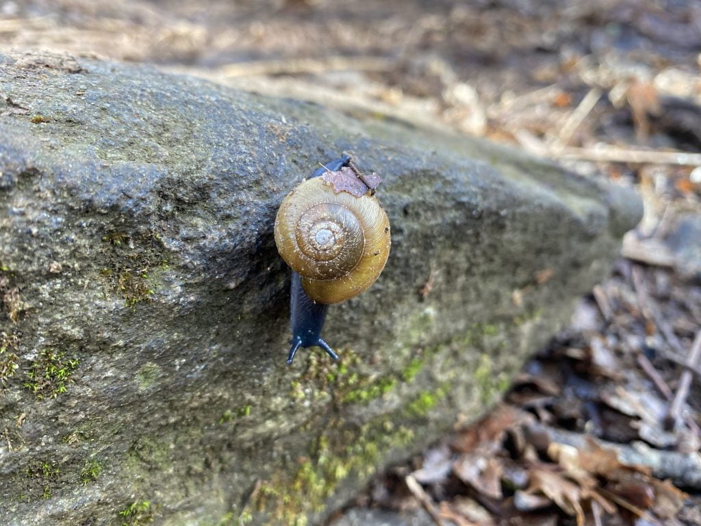 Day 8 of my Appalachian Trail thru hike! We see our first wildlife; a snail!