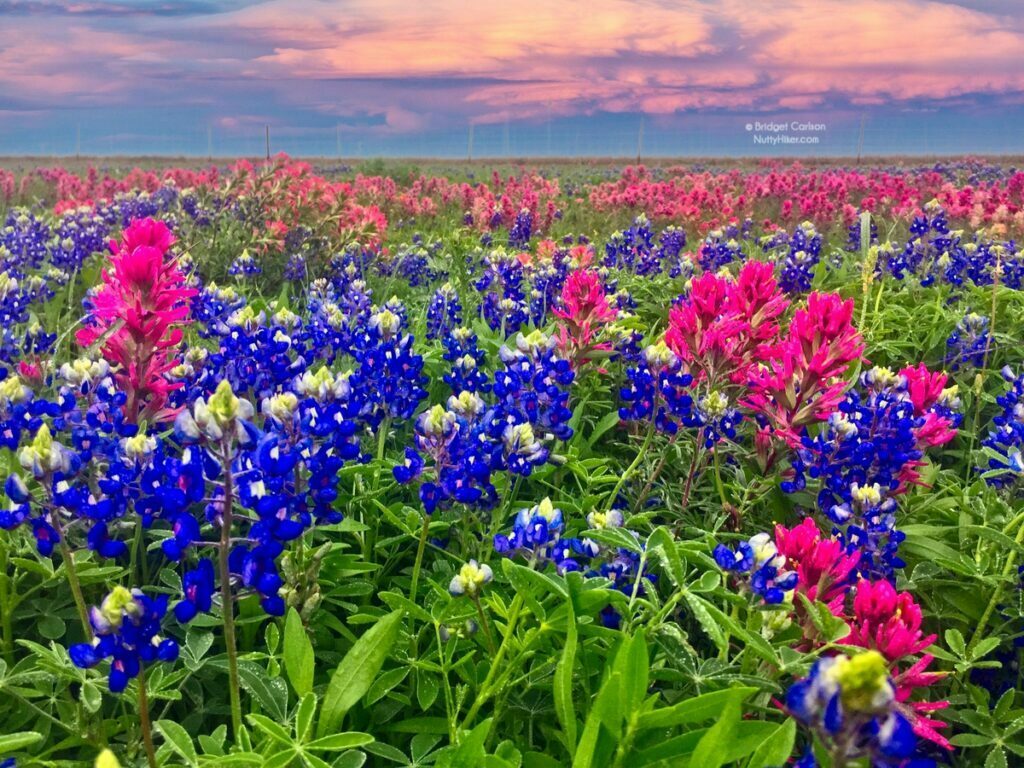 Where to Get Your Central Texas Bluebonnet Fix