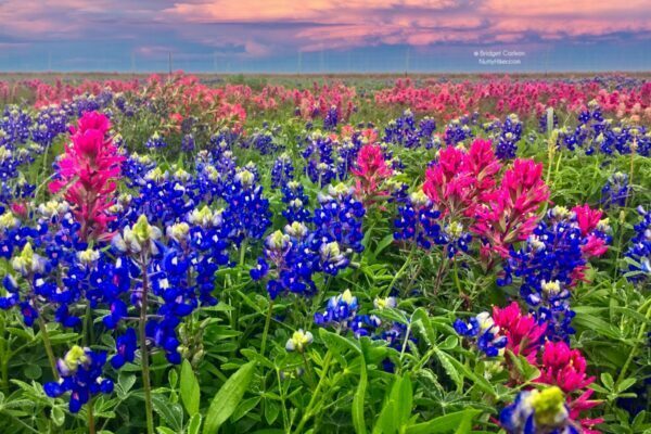 Where to Get Your Central Texas Bluebonnet Fix