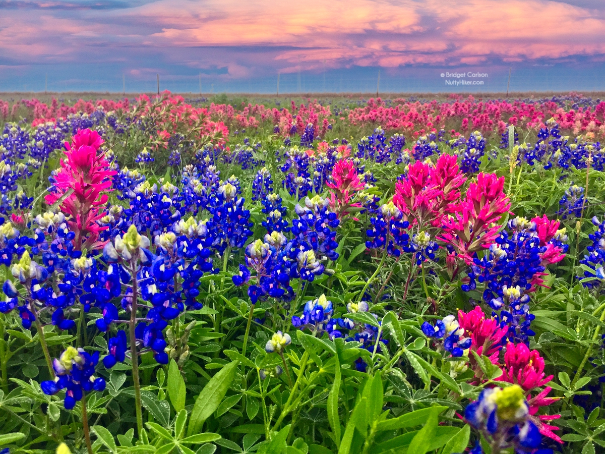 Where to Get Your Central Texas Bluebonnet Fix