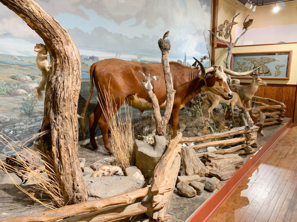 Buckhorn Saloon, Taxidermy Room