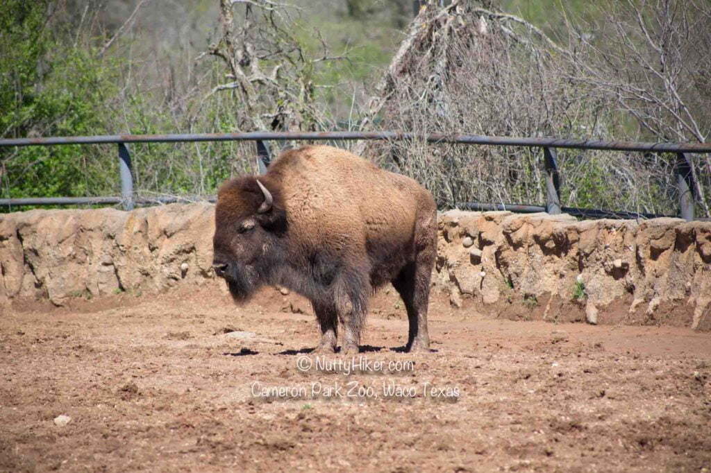 Cameron Park Zoo 7