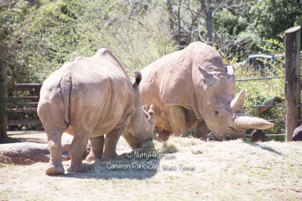 Cameron Park Zoo in Waco, Texas