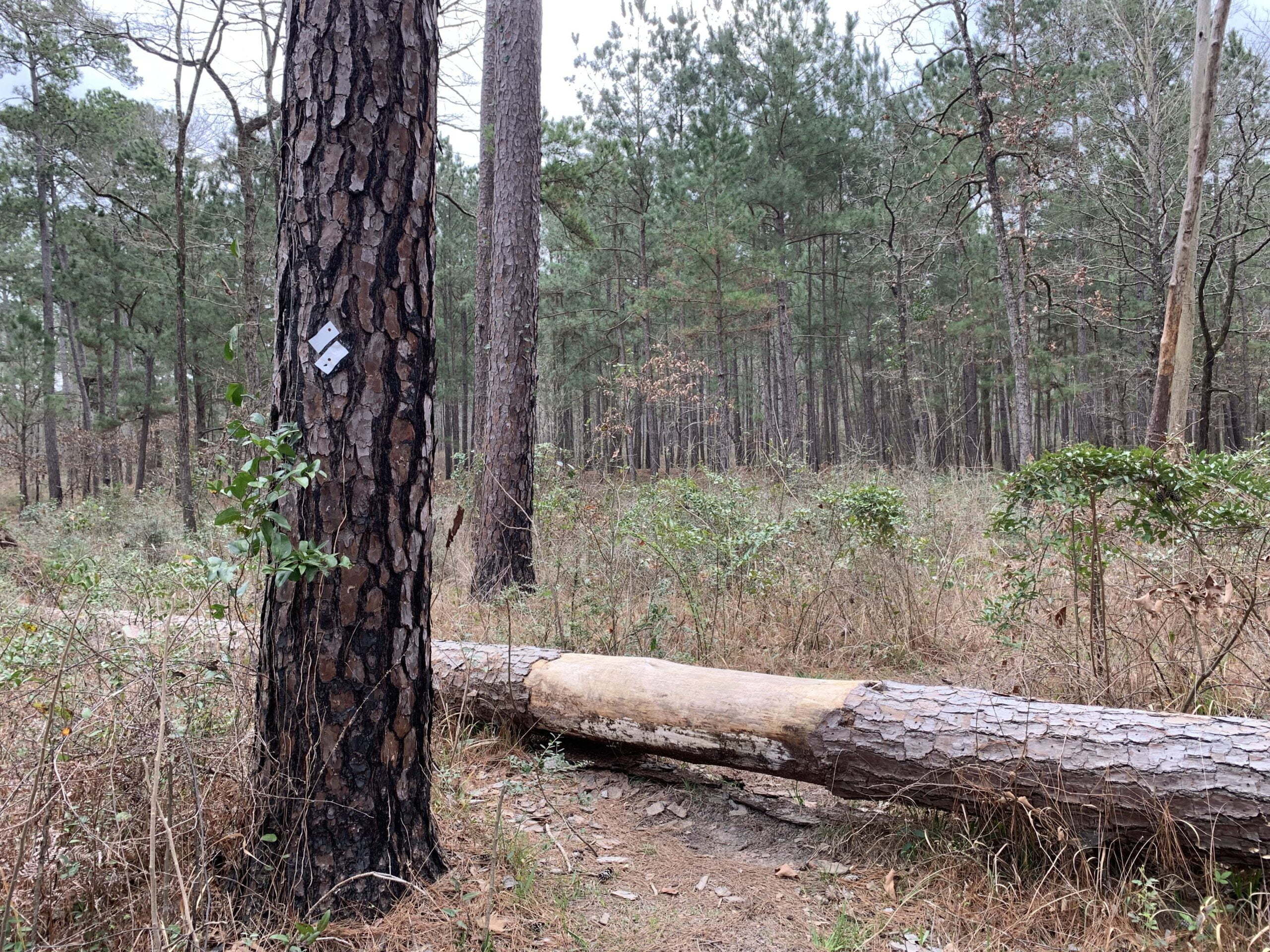 Lone Star Hiking Trail Day 1