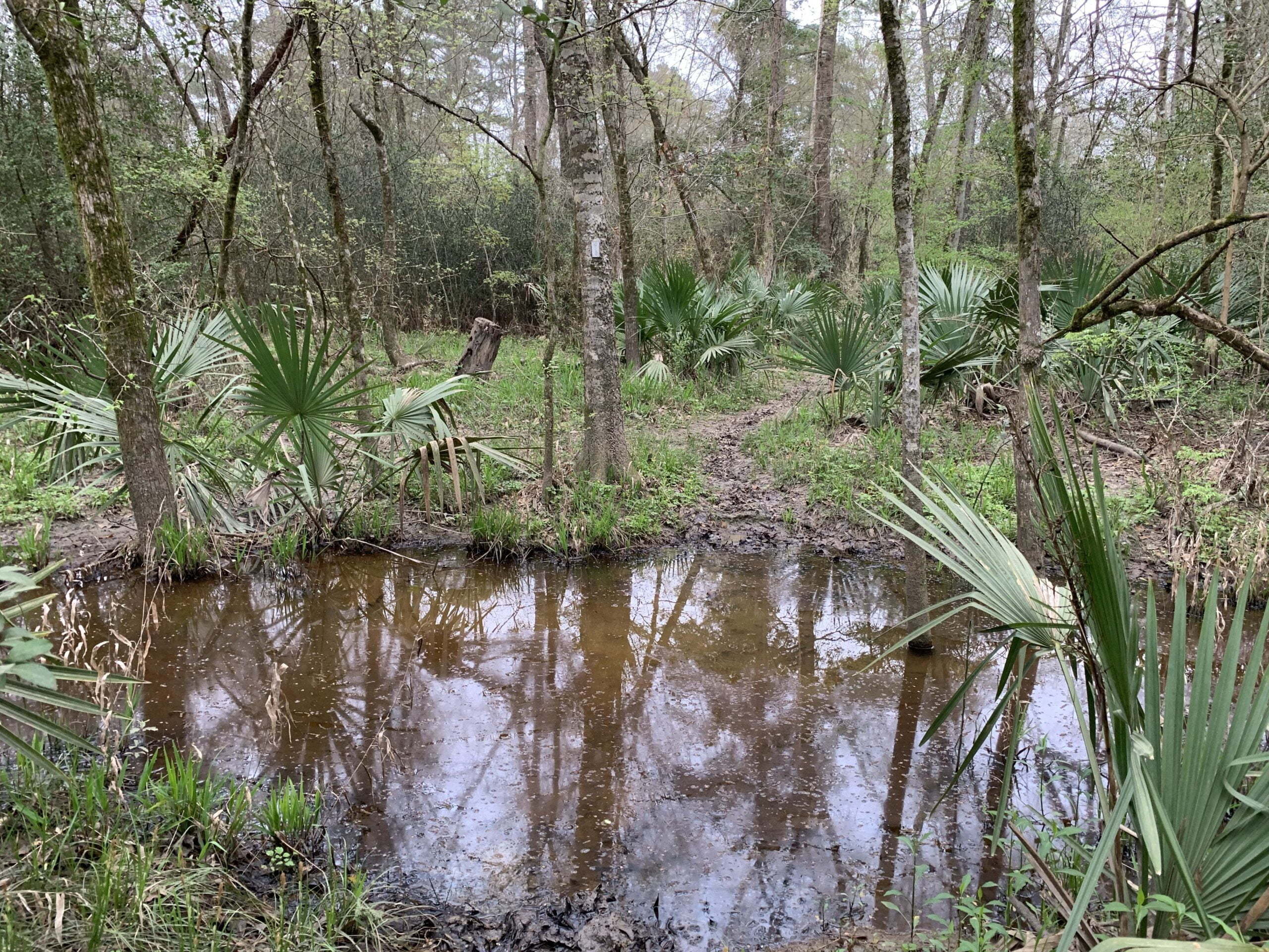 Lone Star Hiking Trail Day 2