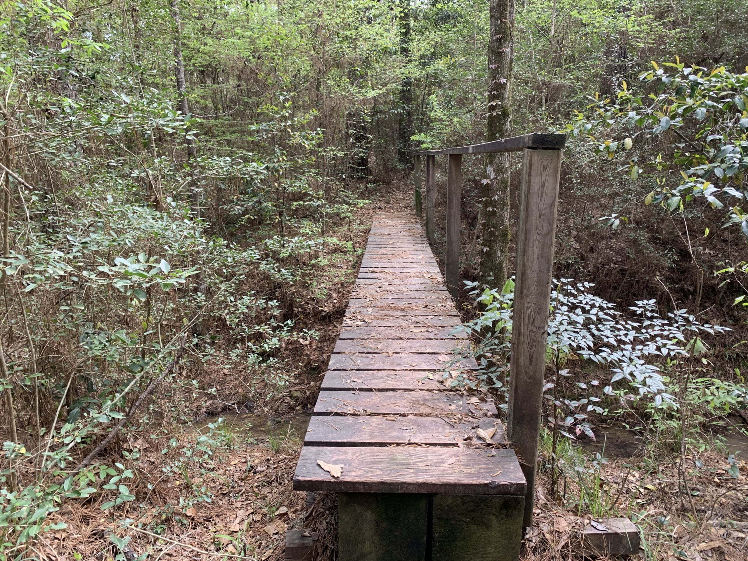 Magnolia Section of the Lone Star Hiking Trail