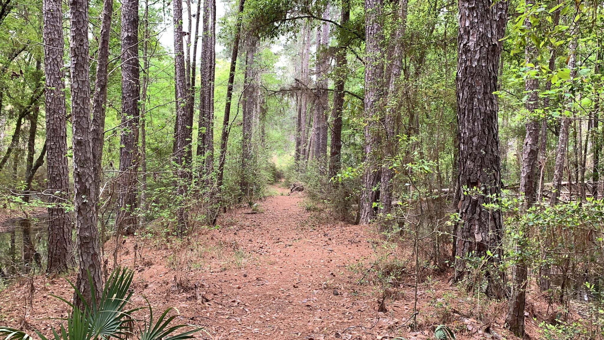 Lone Star Hiking Trail Day 8 - Mile 86 to Trailhead #15