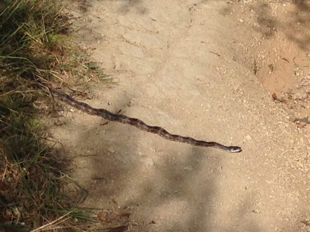 Snake at Dana Peak Park Harker Heights Texas
