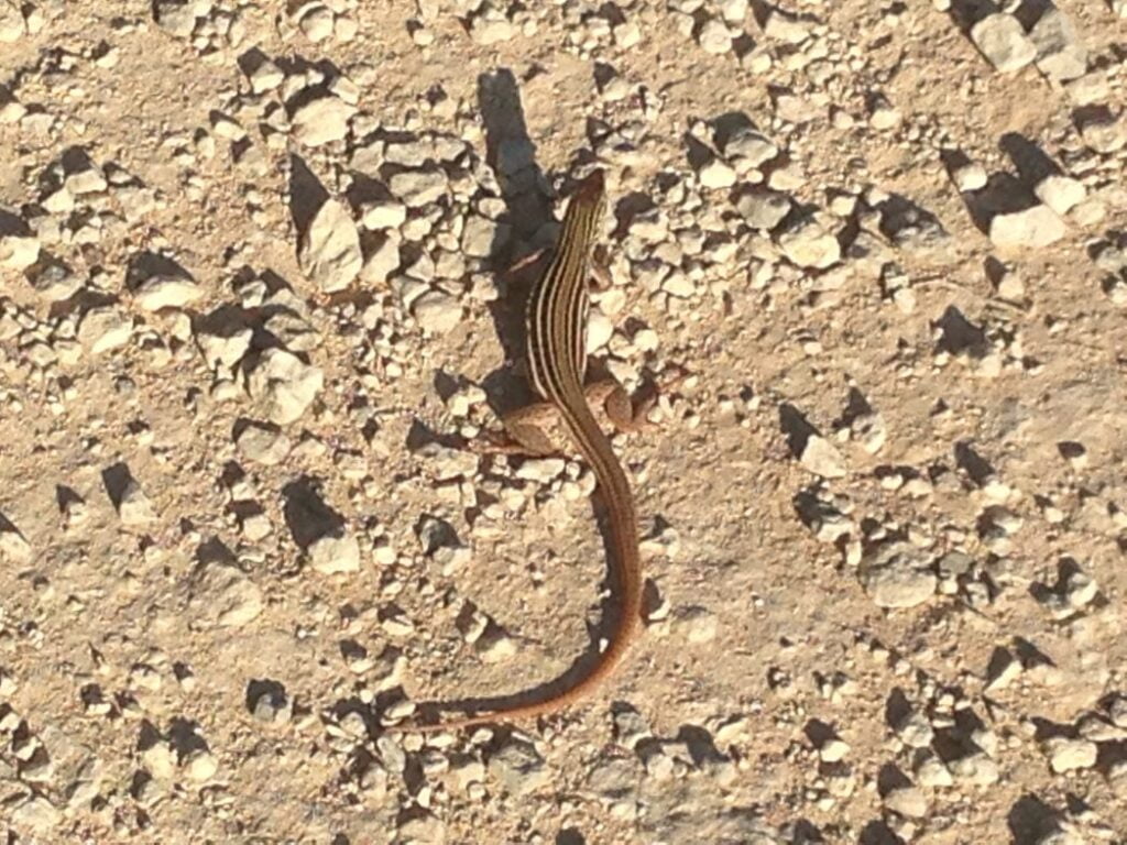 Lizard I spotted during my hike