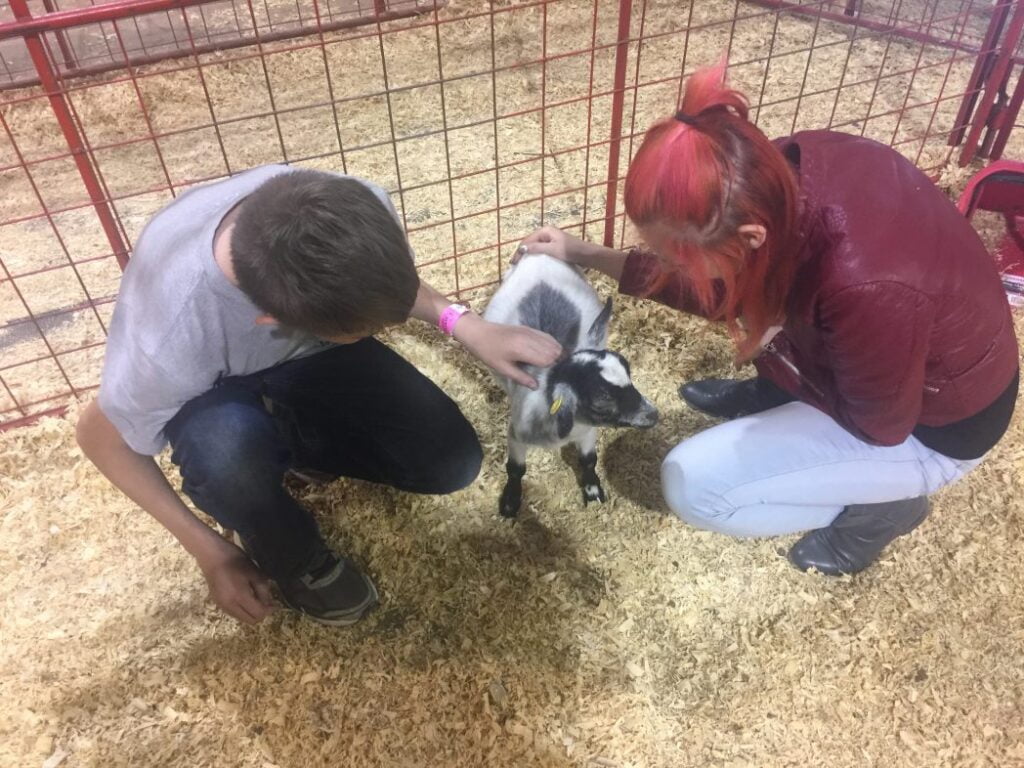 My kids at the Heart of Texas Fair Petting Zoo