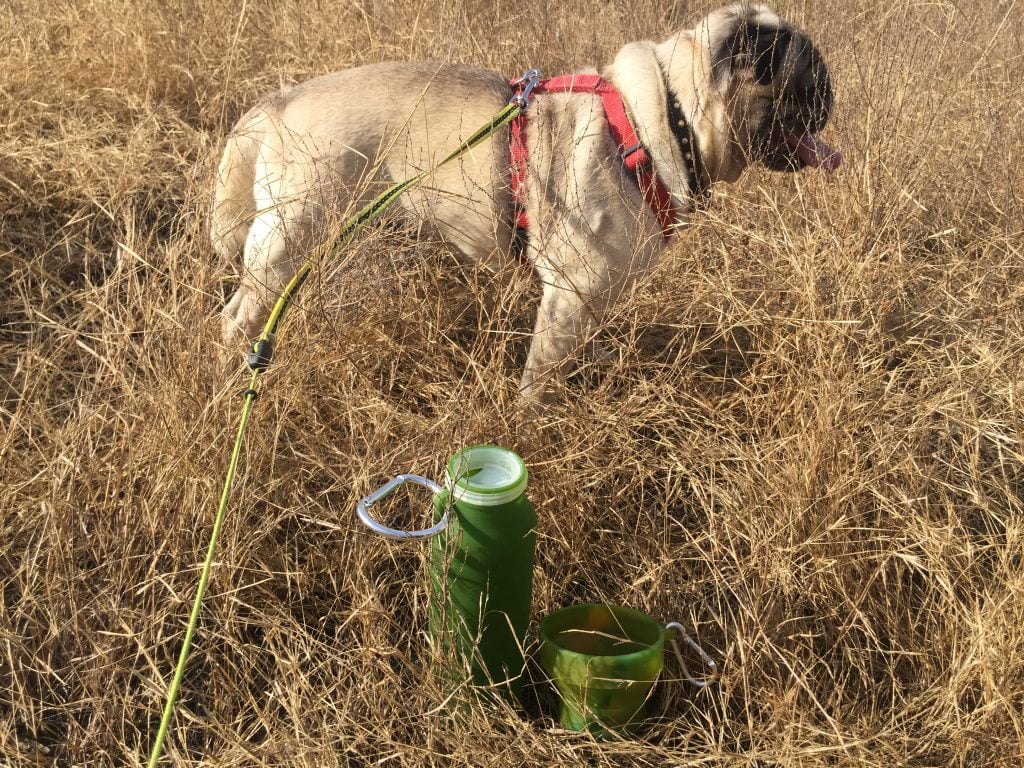 Bubi Bottle & Pet Bowl with my pug