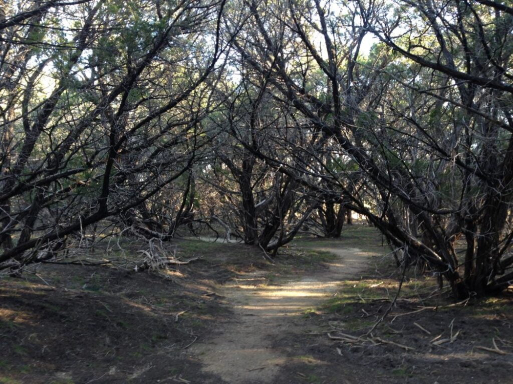 Sidewinder Trail 2016 that was left untouched at dana peak park after the fire