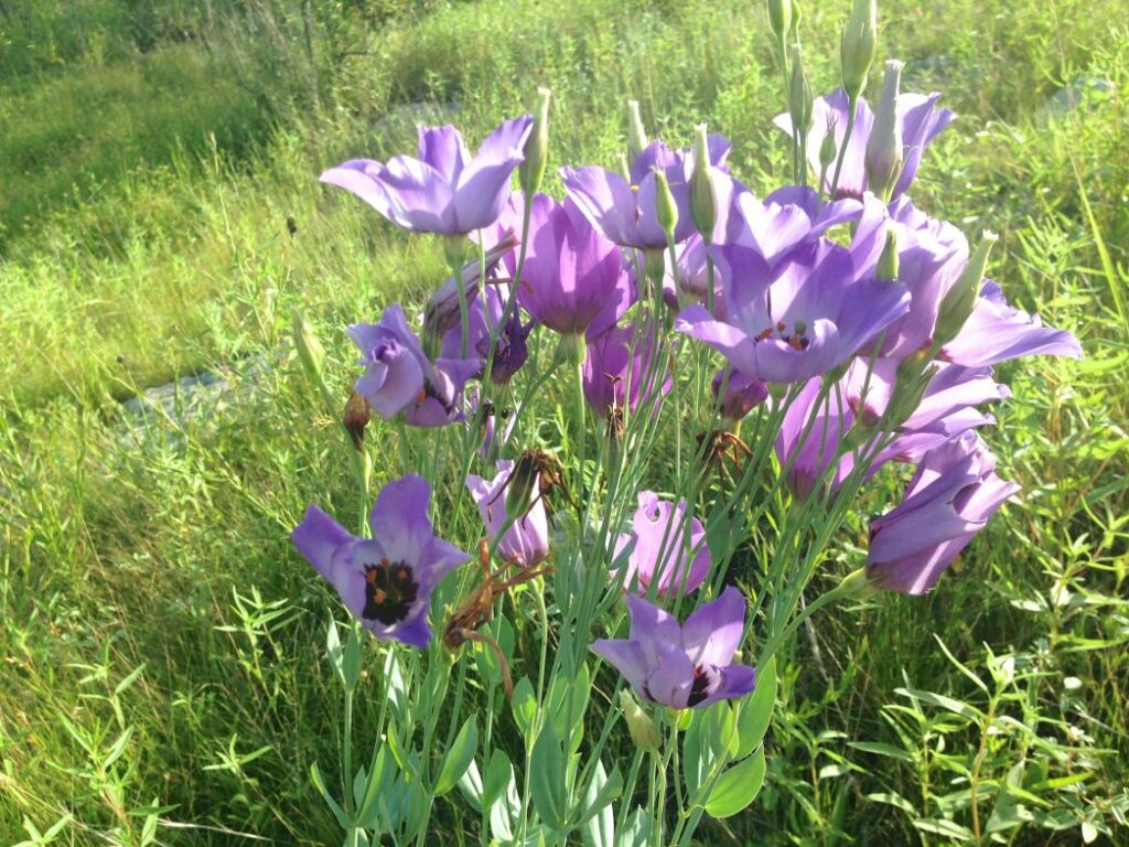 Pretty flowers found on the trail at Dana Peak Park