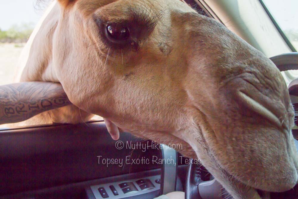 Topsey Exotic Ranch & Drive Thru, Texas