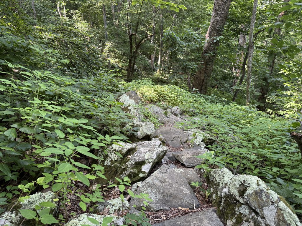 rocks surrounded by foliage