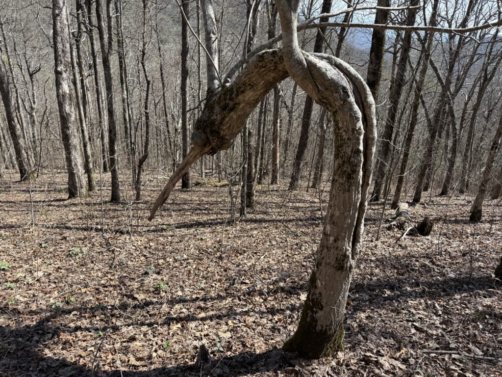 appalachian trail day 12 a tree that looks like a mosquito