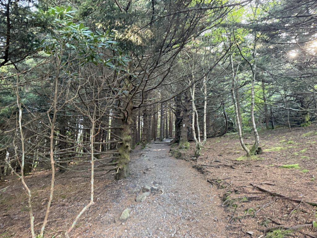 spooky trees on the appalachian trail
