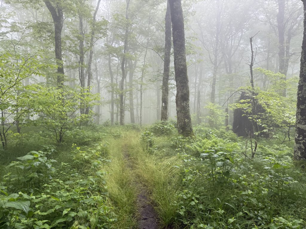 misty trail