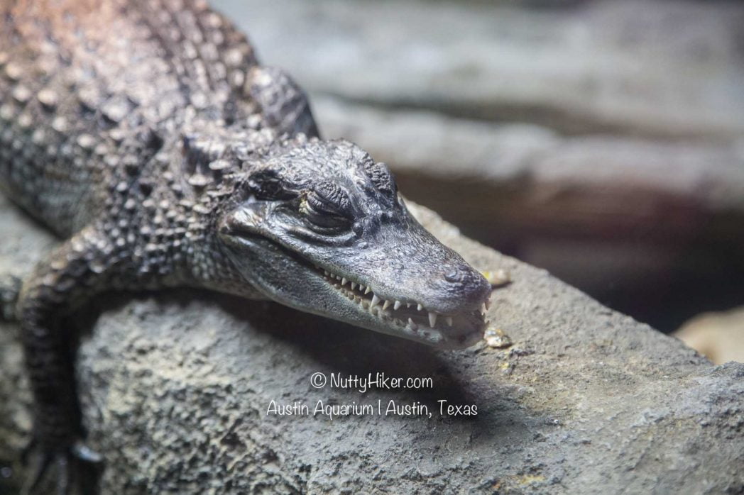 Austin Aquarium Austin, Texas Nutty Hiker Adventures