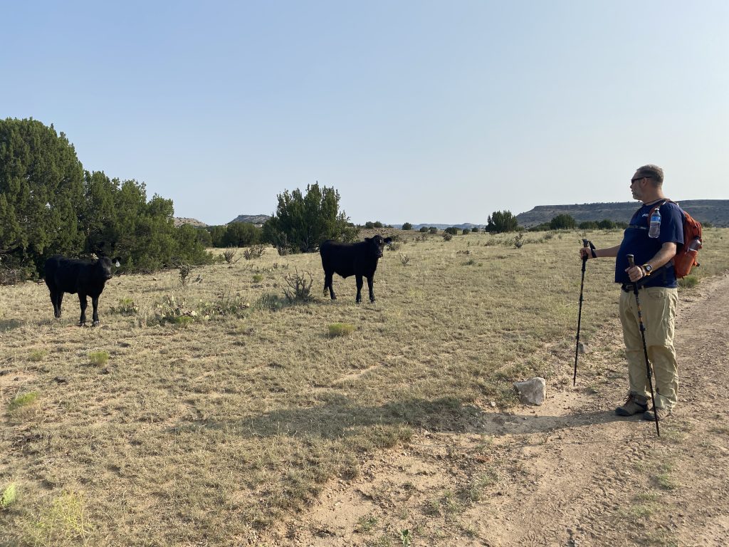 looking at the cows on Black Mesa, Oklahoma high point