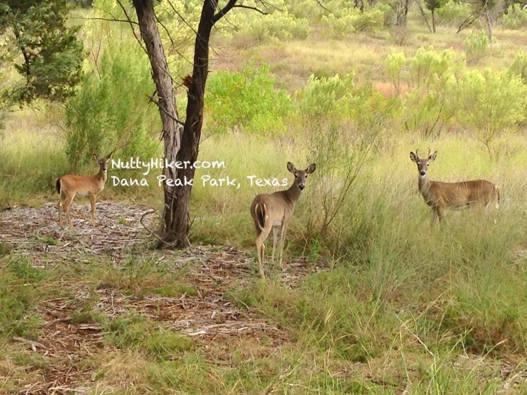 Deer at Dana Peak Park in Texas near Fort Hood