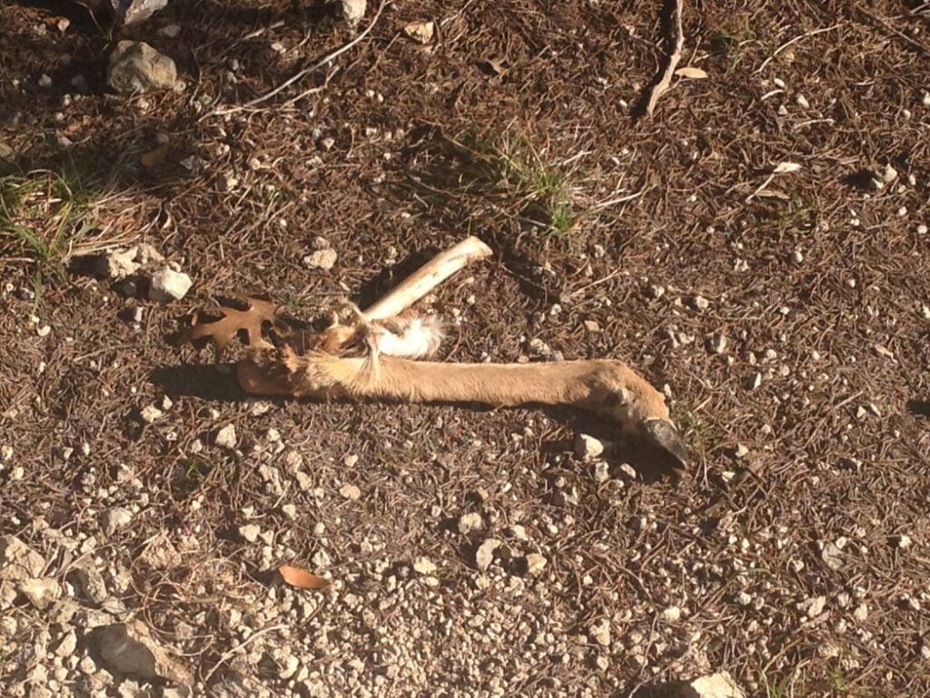 Found a deer leg at dana peak park while hiking!