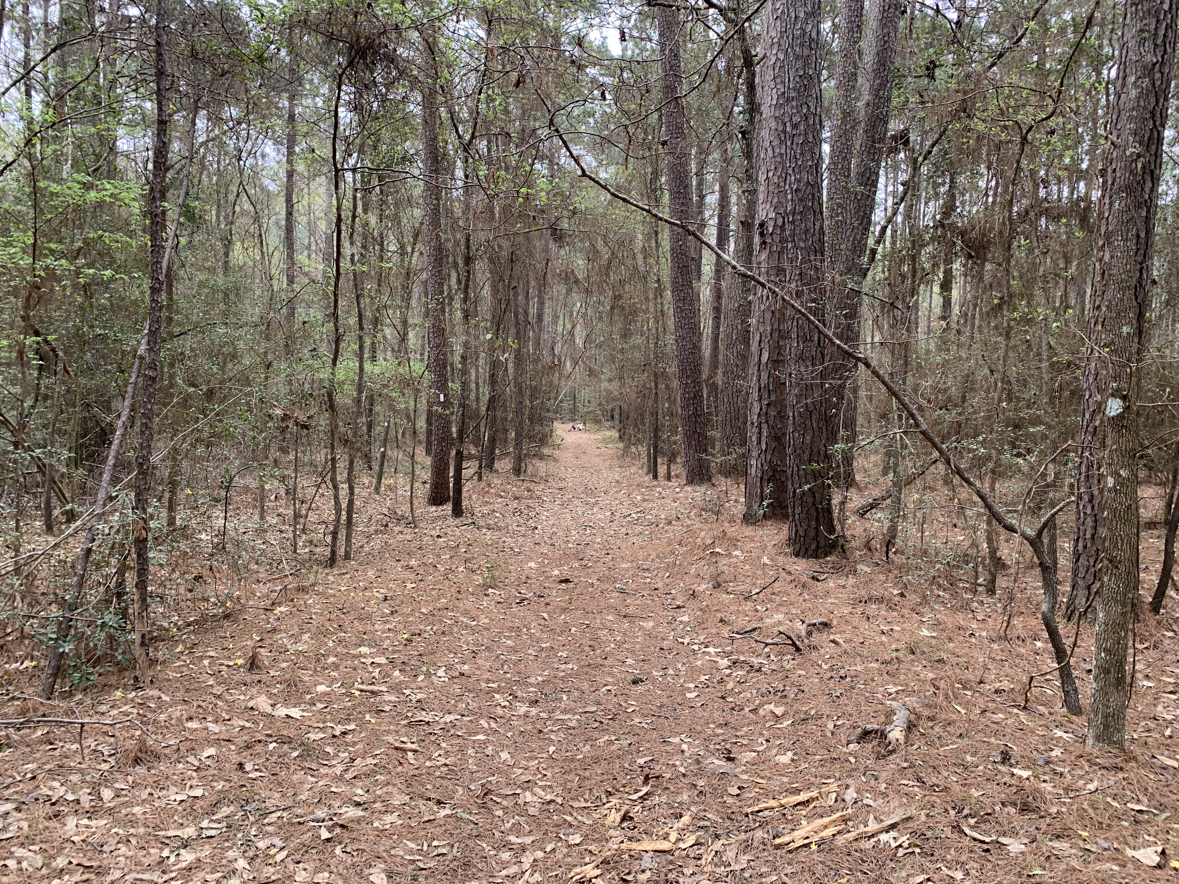 Lone Star Hiking Trail Day 4