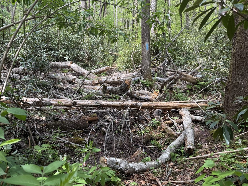 several trees fallen, blocking a hiking path