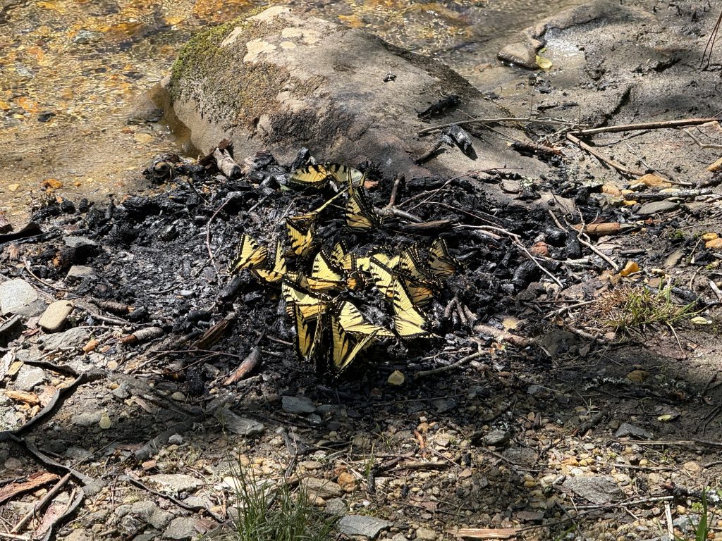 butterflies along a creek bed