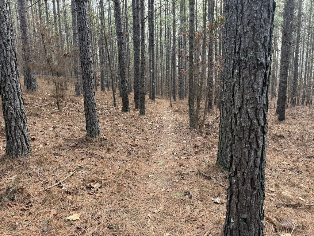 pinhoti trail day 32 path through the woods
