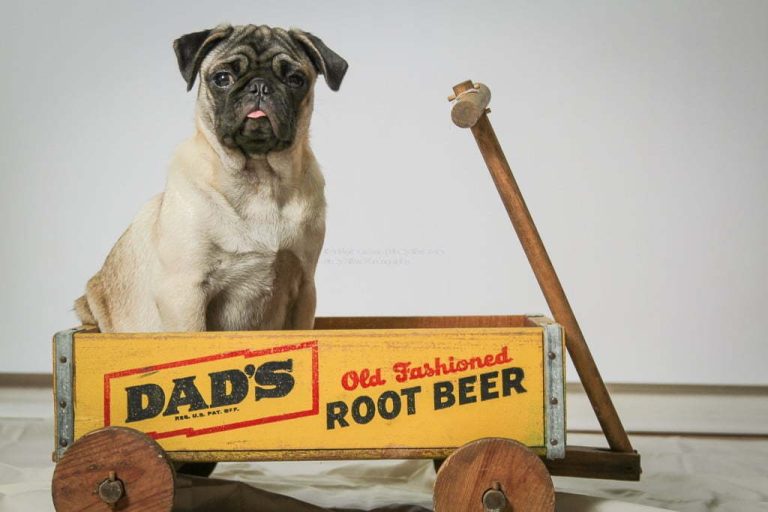Pug Model in a photography shoot