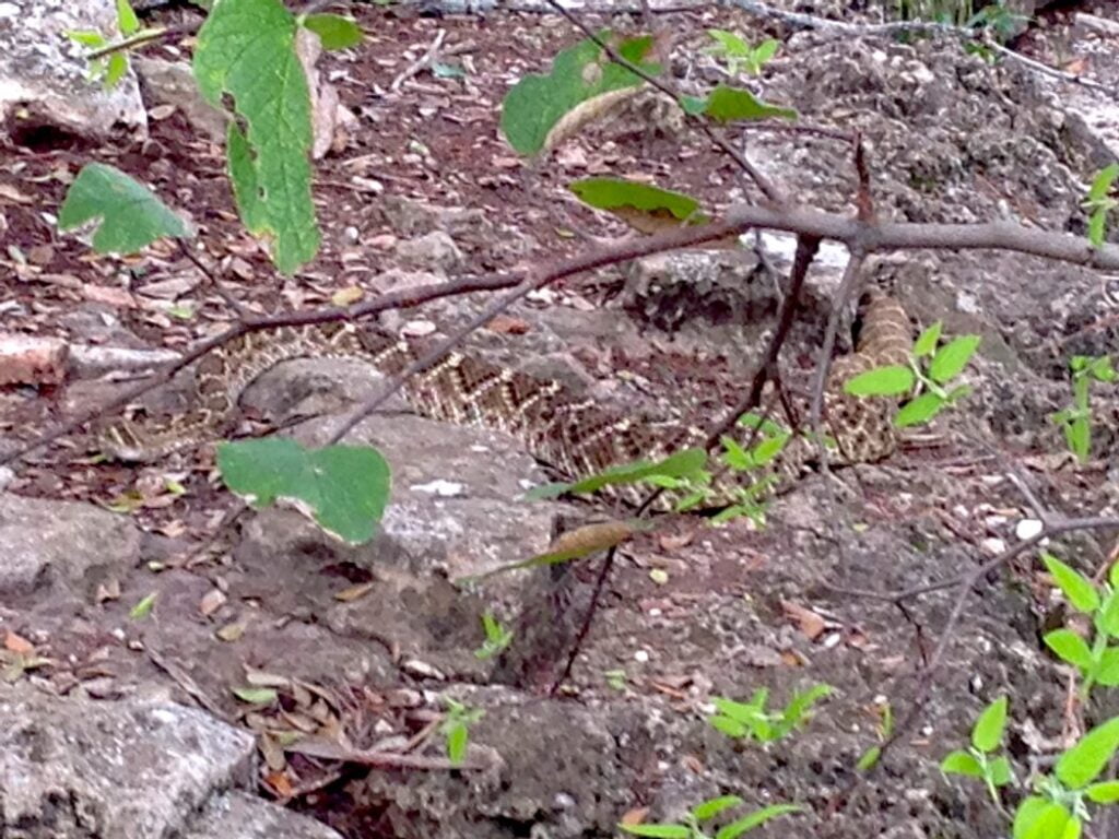 rattlesnake-dana-peak-park-texas-hiking