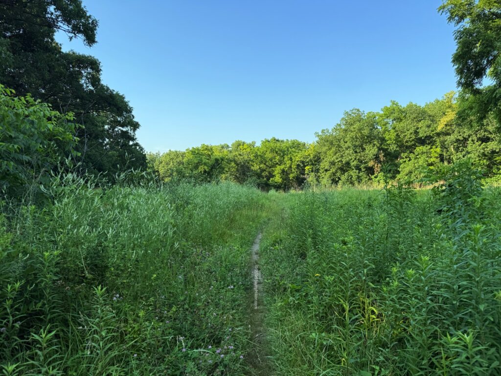 Narrow dirt path winding through tall green grass and dense foliage on a sunny day, with a clear blue sky overhead.