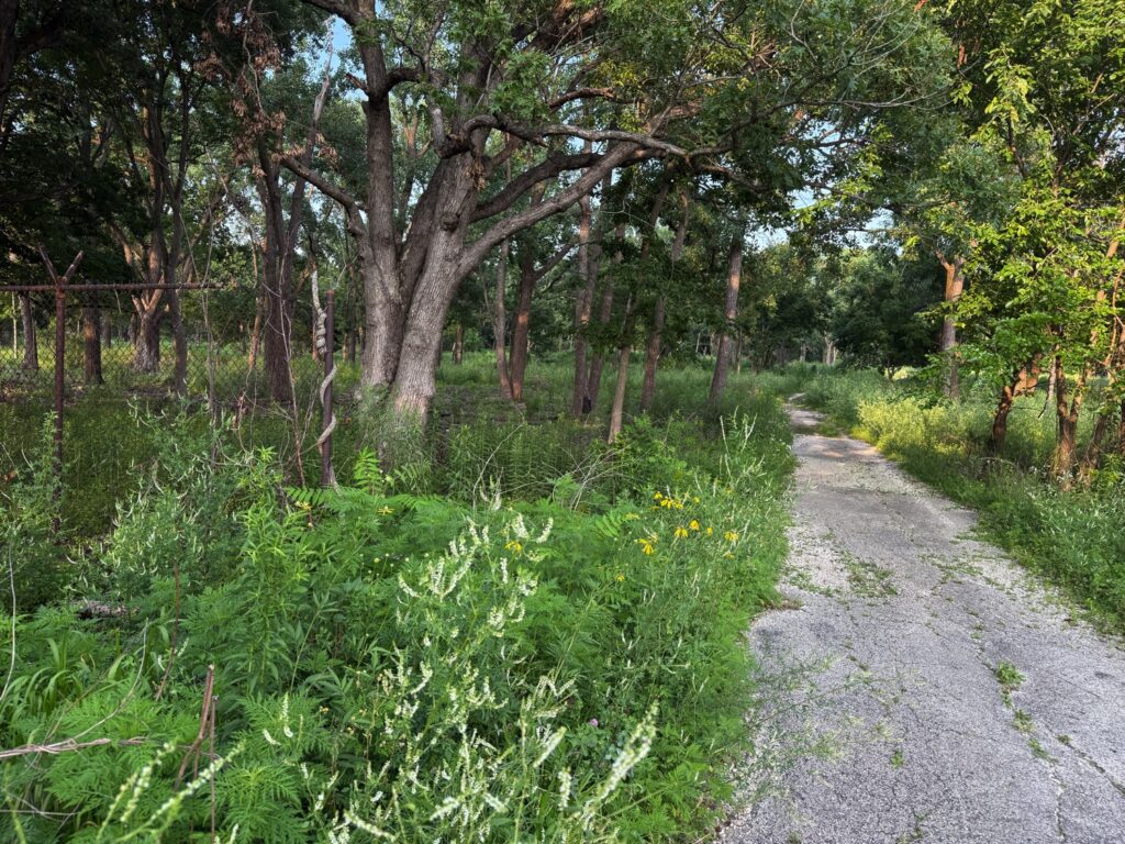 Cracked, overgrown asphalt path running beside a rusty chain-link fence and mature trees within a forested area.
