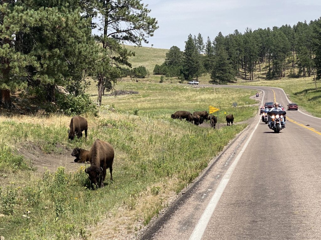 Sturgis 2024 day 11 - bison next to the road