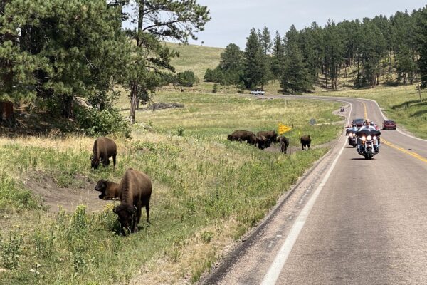 Sturgis 2024 Day 11: Custer State Park & Hot Springs