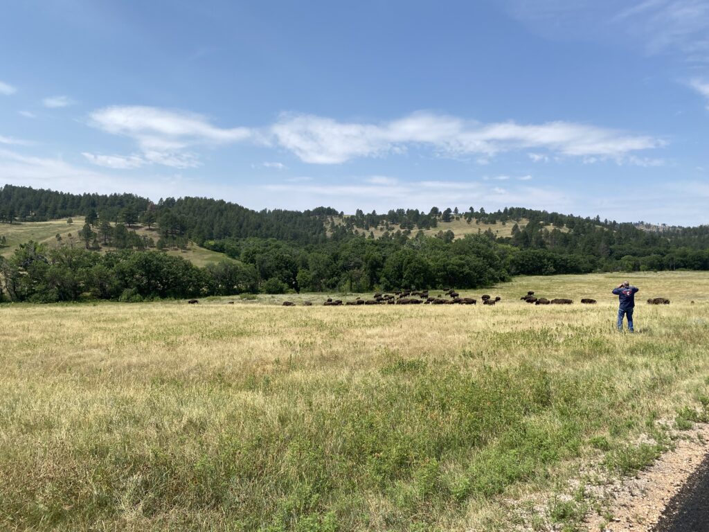 sturgis 2024 day 11 - a man taking a picture of bison in a field