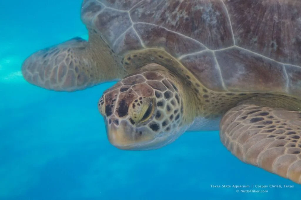 Sea Turtle at Texas State Aquarium