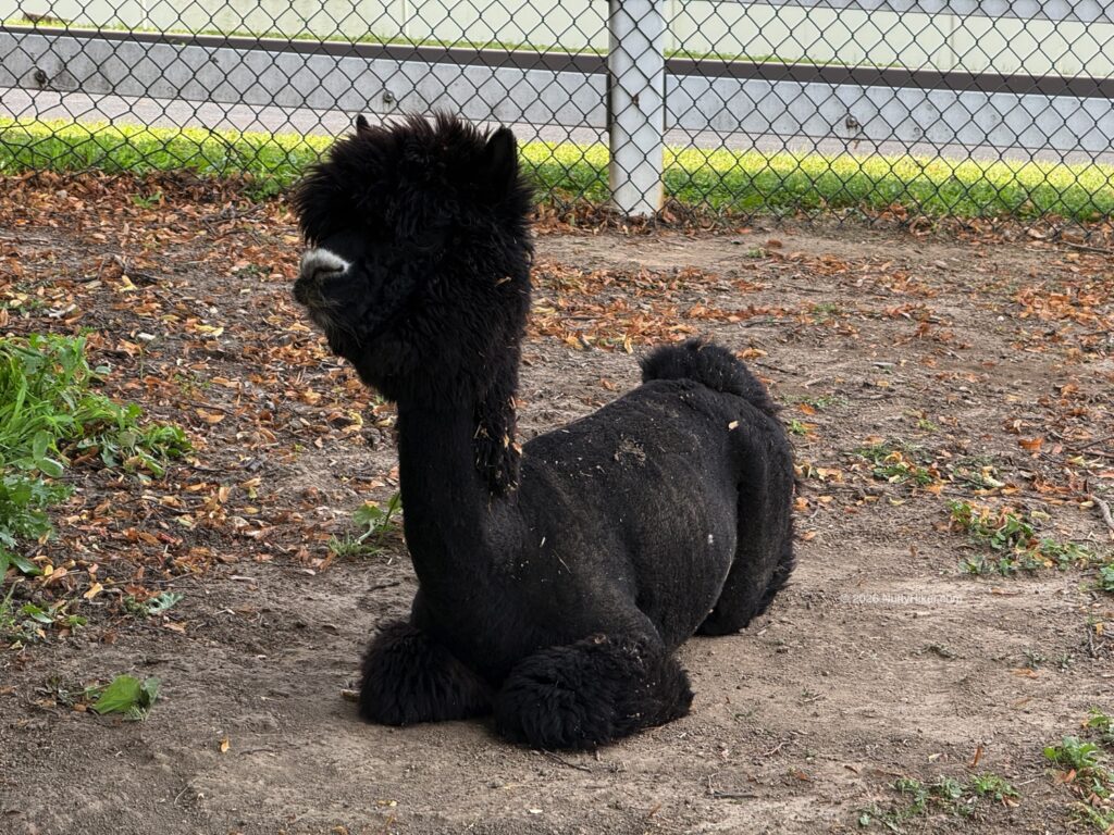 A black alpaca resting on the ground inside a fenced enclosure, surrounded by dirt and patches of grass.